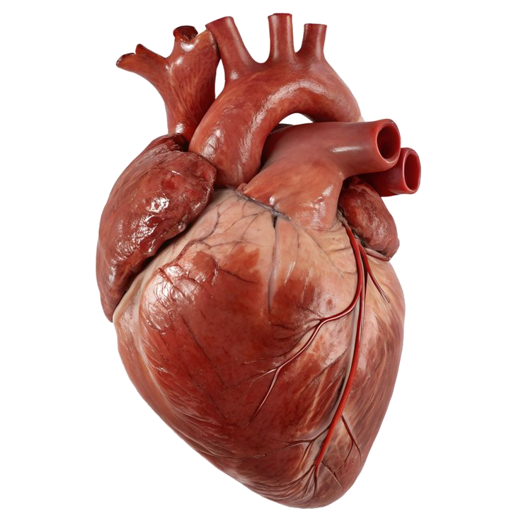 Human heart anatomy